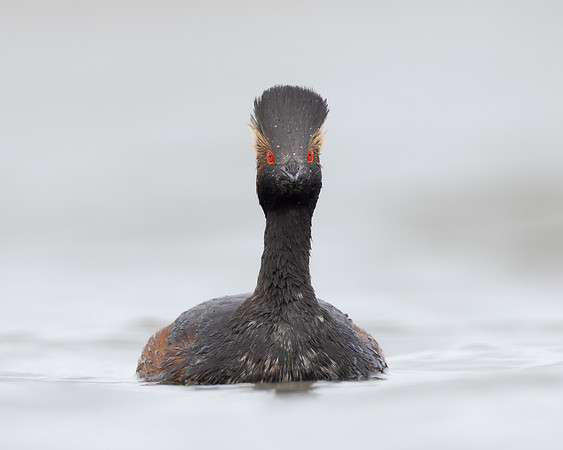 Eared Grebe