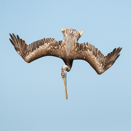 Brown Pelican, juvenile diving