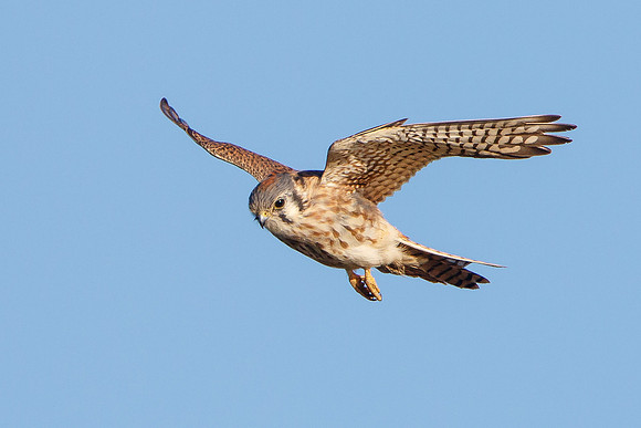 American Kestrel in flight