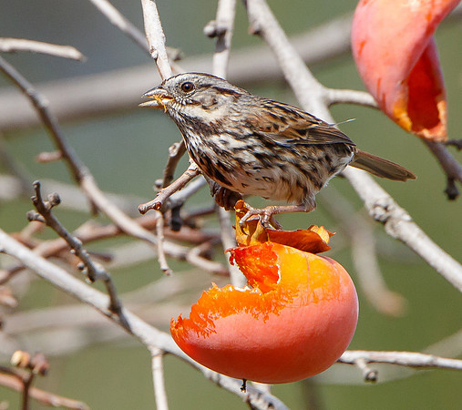 Song Sparrow