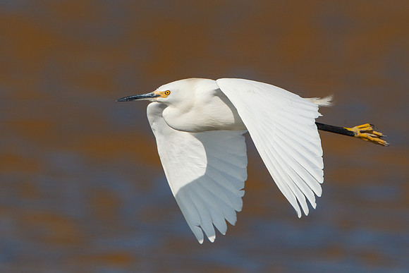 Snowy Egret