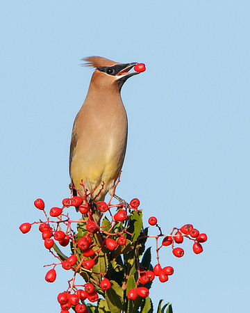 Cedar Waxwing, feeding on toyon berry