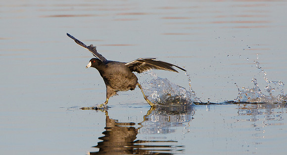 American Coot