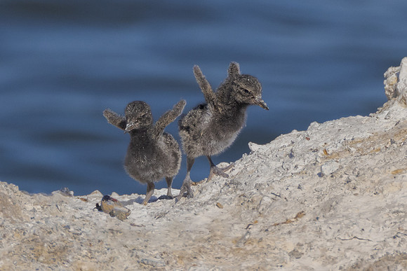 Black Oystercatcher, chicks