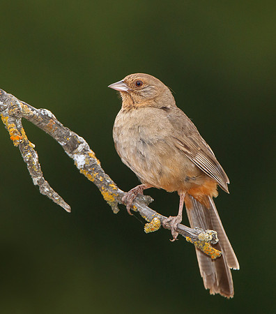 California Towhee