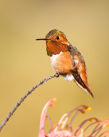 Allen's Hummingbird