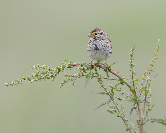 Savannah Sparrow