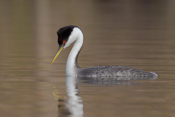 Western Grebe