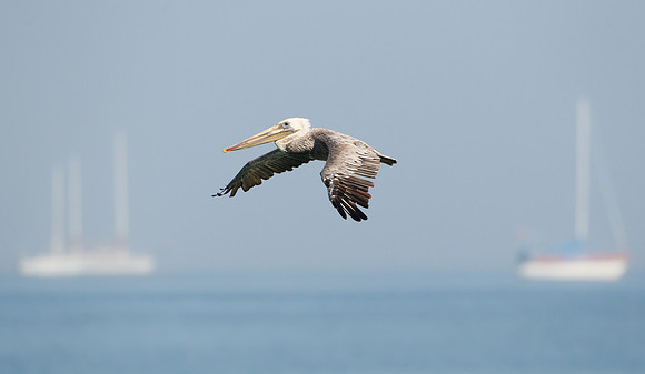Brown Pelican