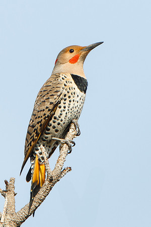 Northern Flicker