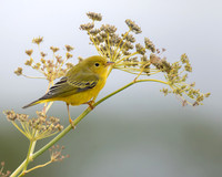 Yellow Warbler