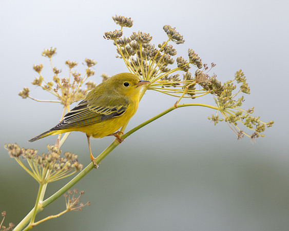Yellow Warbler