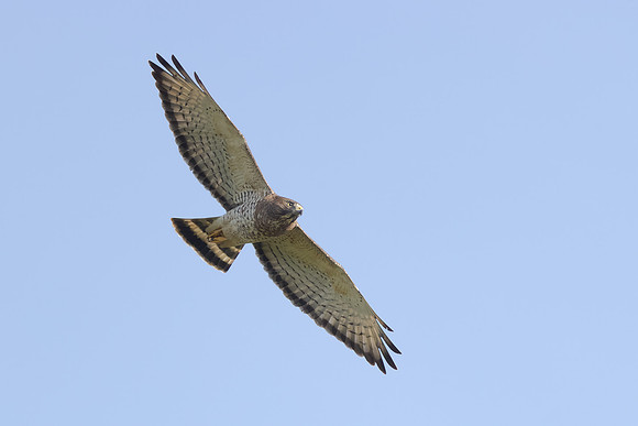 Broad-winged Hawk