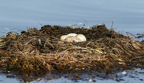 Western or Clark's Grebe nest