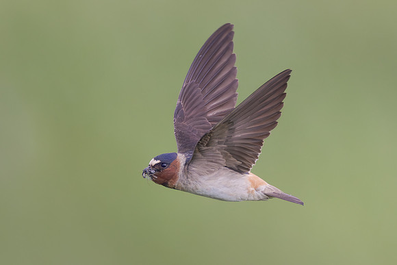 Cliff Swallow