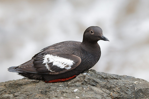 Pigeon Guillemot