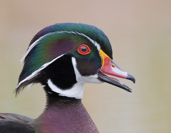 Wood Duck
