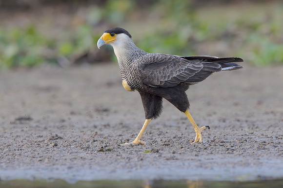 Southern Crested Caracara