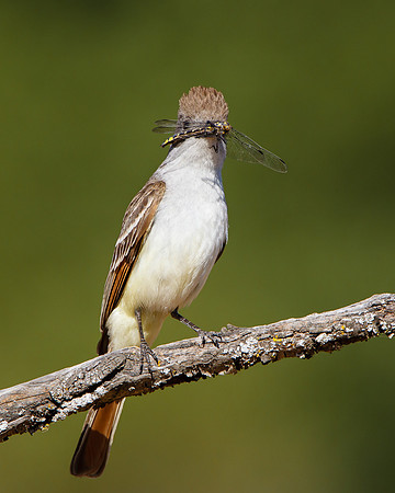 Ash-throated Flycatcher, with dragonfly
