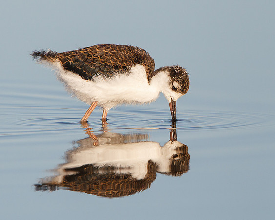 Black-necked Stilt, juvenile feeding
