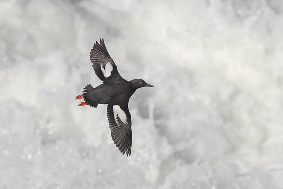 Pigeon Guillemot