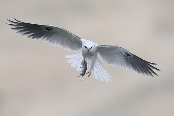 White-tailed Kite, with vole
