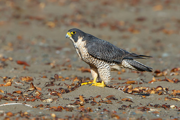 Peregrine Falcon