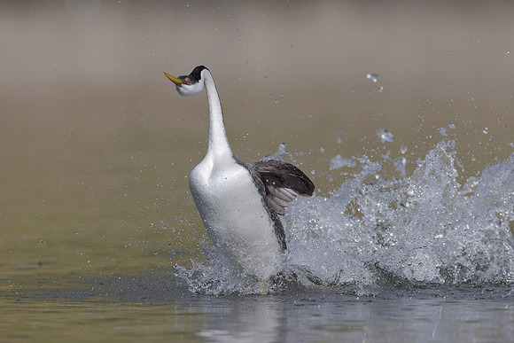 Western Grebe