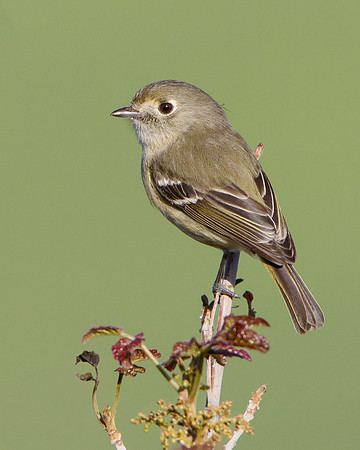 Hutton's Vireo