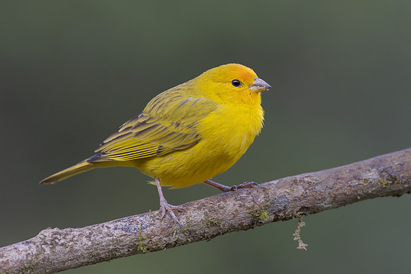 Saffron Finch