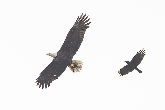 Bald Eagle w/ prey, chased by crow