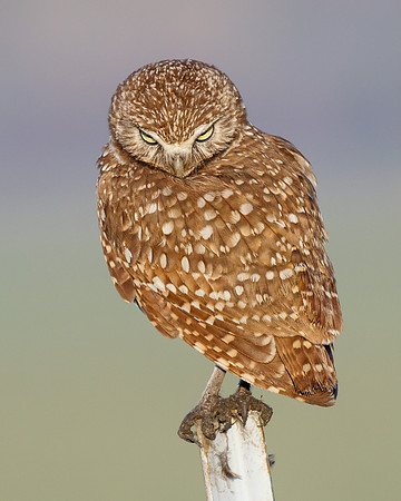 Burrowing Owl