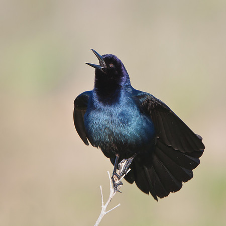 Boat-tailed Grackle, courtship display