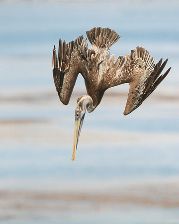 Brown Pelican, juvenile diving