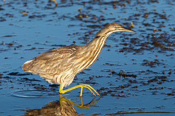 American Bittern