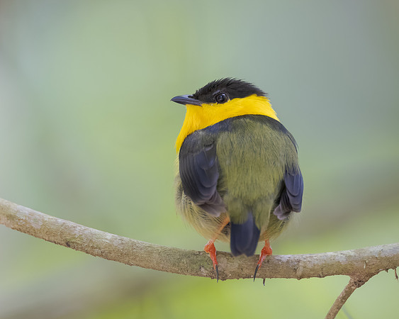 Golden-collared Manakin