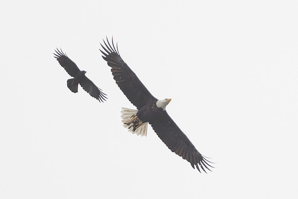 Bald Eagle w/ prey, chased by crow