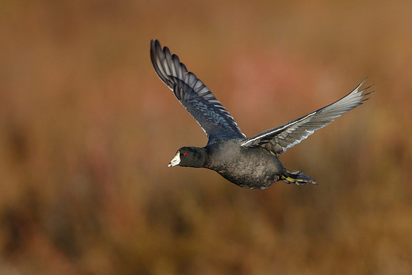 American Coot in flight