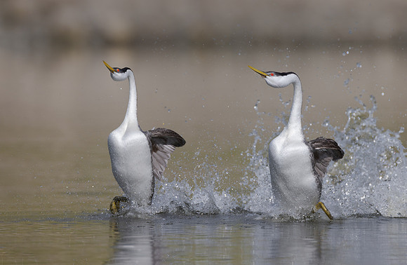 Western Grebes
