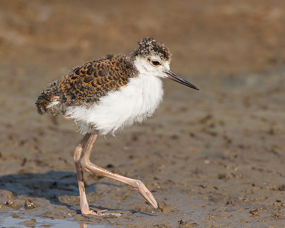 Black-necked Stilt, juvenile