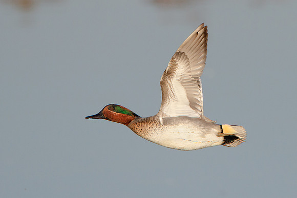 Green-winged Teal