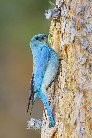 Mountain Bluebird, male delivering food to nest