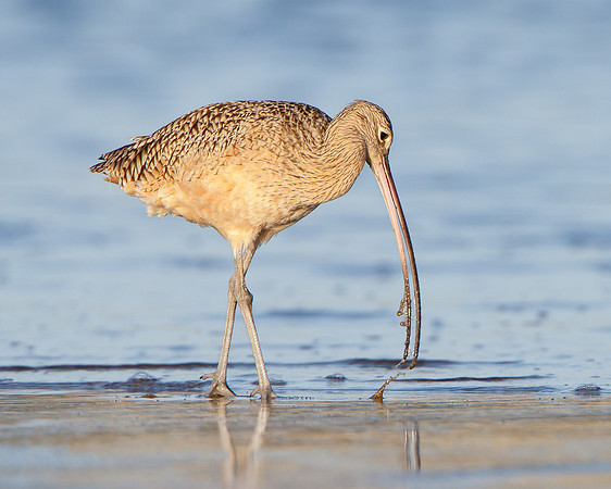 Long-billed Curlew