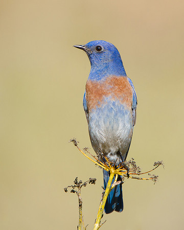 Western Bluebird