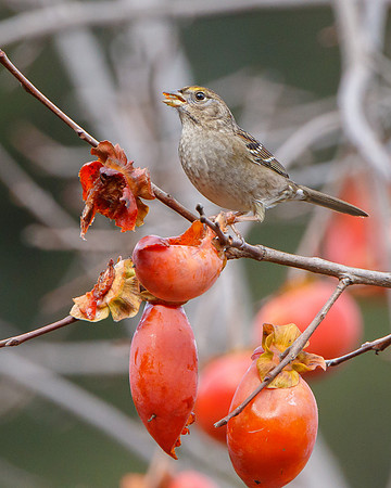 Golden-crowned Sparrow