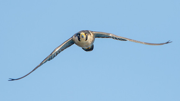 Peregrine Falcon