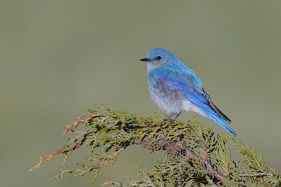 Mountain Bluebird