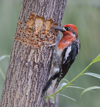 Red-breasted Sapsucker