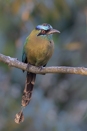 Lesson's Motmot