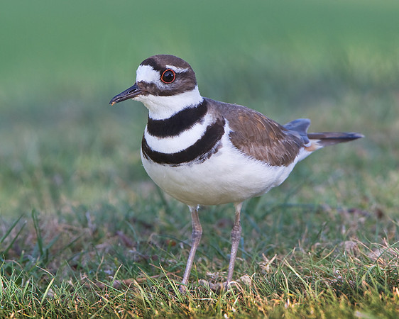 Killdeer